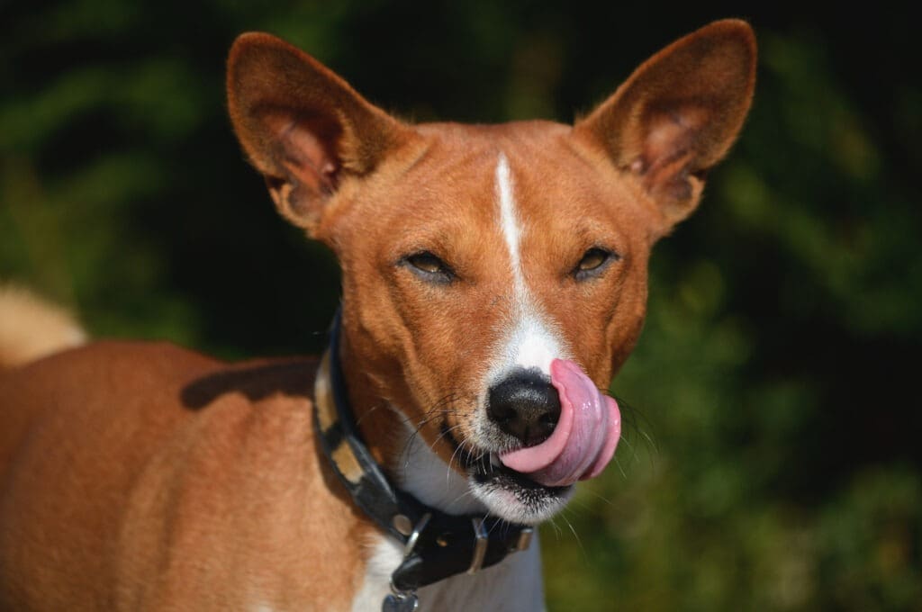stressed dog body language