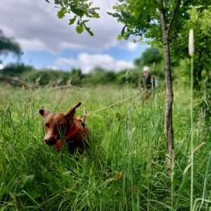 a dog leading the way to finding his missing person in long grass.